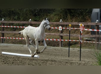 Knabstrupper, Semental, Potro (05/2026), 165 cm