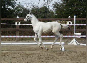 Knabstrupper, Semental, Potro (05/2026), 165 cm