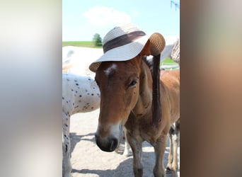 Knabstrupper, Stallone, 1 Anno, 157 cm