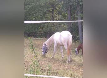 Knabstrupper, Stallone, 1 Anno, 165 cm, Bianco