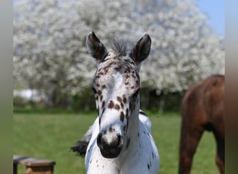 Knabstrupper, Stallone, 2 Anni, 152 cm, Leopard