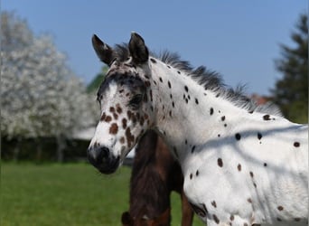 Knabstrupper, Stallone, 2 Anni, 152 cm, Leopard