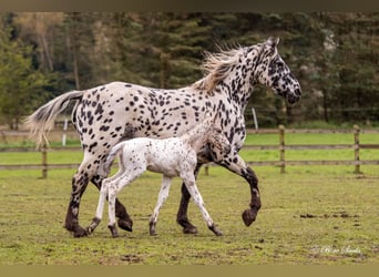 Knabstrupper, Stallone, 2 Anni, 160 cm, Leopard