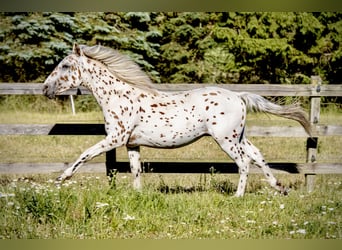 Knabstrupper, Stallone, 2 Anni, 160 cm, Leopard