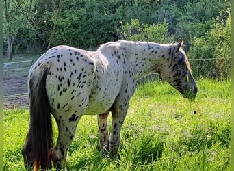 Knabstrupper, Stallone, 2 Anni, 160 cm, Leopard