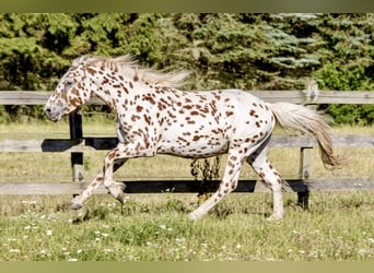 Knabstrupper, Stallone, 3 Anni, 154 cm, Leopard