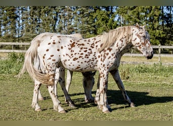 Knabstrupper, Stallone, 3 Anni, 155 cm, Leopard