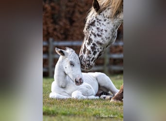 Knabstrupper, Stallone, 3 Anni, 158 cm, Bianco