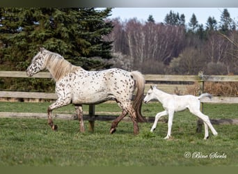 Knabstrupper, Stallone, 3 Anni, 160 cm, Bianco