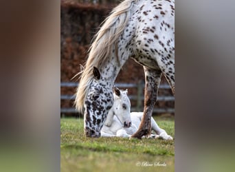 Knabstrupper, Stallone, 3 Anni, 160 cm, Bianco