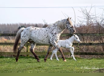 Knabstrupper, Stallone, 3 Anni, 160 cm, Leopard