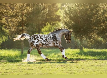 Knabstrupper Mix, Stallone, 3 Anni, 162 cm, Leopard