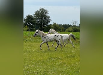 Knabstrupper, Stallone, 4 Anni, 154 cm, Leopard