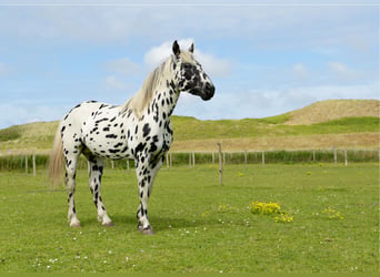 Knabstrupper, Stallone, 4 Anni, 160 cm, Leopard