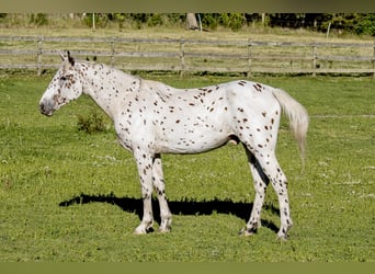 Knabstrupper, Stallone, 4 Anni, 162 cm, Leopard