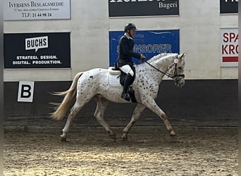 Knabstrupper, Stallone, 7 Anni, 170 cm, Leopard