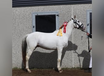 Knabstrupper, Stallone, 3 Anni, 140 cm, Leopard