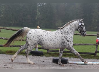 Knabstrupper, Stallone, 18 Anni, 155 cm, Leopard