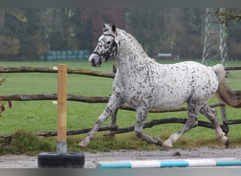 Knabstrupper, Stallone, 18 Anni, 155 cm, Leopard