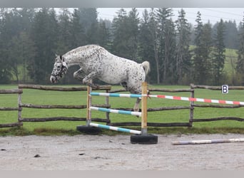 Knabstrupper, Stallone, 18 Anni, 155 cm, Leopard