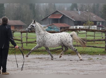 Knabstrupper, Stallone, 18 Anni, 155 cm, Leopard