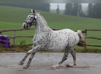 Knabstrupper, Stallone, 18 Anni, 155 cm, Leopard