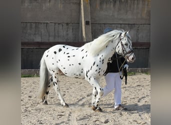 Knabstrupper, Stallone, 17 Anni, 139 cm, Leopard