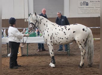 Knabstrupper, Stallone, 17 Anni, 139 cm, Leopard