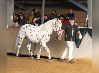 Knabstrupper, Stallone, 17 Anni, 139 cm, Leopard