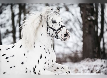 Knabstrupper, Stallone, 17 Anni, 139 cm, Leopard