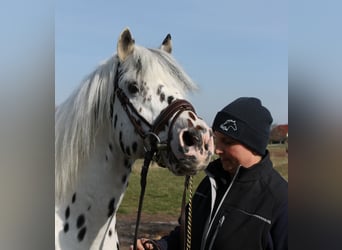 Knabstrupper, Stallone, 17 Anni, 139 cm, Leopard