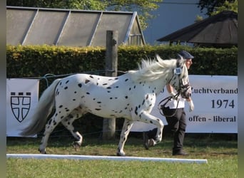 Knabstrupper, Stallone, 16 Anni, 139 cm, Leopard