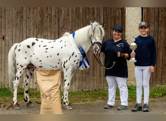 Knabstrupper, Stallone, 16 Anni, 139 cm, Leopard
