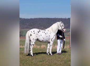 Knabstrupper, Stallone, 16 Anni, 139 cm, Leopard