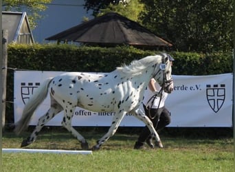 Knabstrupper, Stallone, 16 Anni, 139 cm, Leopard