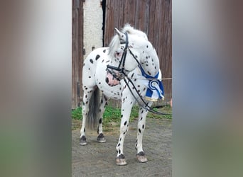 Knabstrupper, Stallone, 16 Anni, 139 cm, Leopard