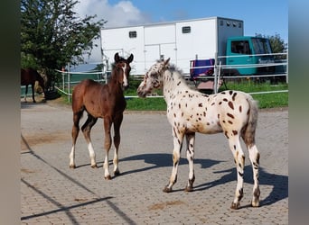 Knabstrupper, Stallone, Puledri
 (06/2023), 150 cm, Leopard