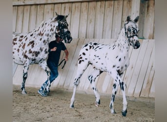 Knabstrupper, Stallone, Puledri
 (06/2023), 150 cm, Leopard