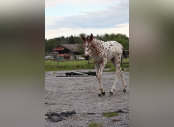 Knabstrupper, Stallone, Puledri (06/2024), 155 cm, Leopard