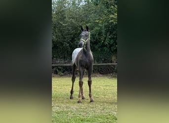 Knabstrupper, Stallone, Puledri (05/2025), 158 cm, Leopard