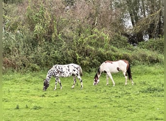 Knabstrupper Blandning, Sto, 3 år, 150 cm, Leopard-Piebald