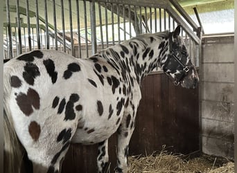 Knabstrupper Blandning, Sto, 3 år, 150 cm, Leopard-Piebald