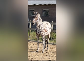 Knabstrupper Blandning, Sto, 3 år, 150 cm, Leopard-Piebald