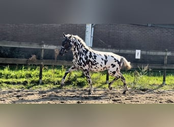 Knabstrupper Blandning, Sto, 3 år, 150 cm, Leopard-Piebald