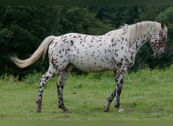 Knabstrupper, Sto, 3 år, 163 cm, Leopard-Piebald