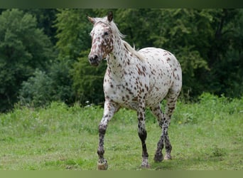 Knabstrupper, Sto, 3 år, 163 cm, Leopard-Piebald