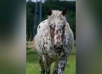 Knabstrupper, Sto, 3 år, 163 cm, Leopard-Piebald