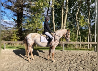 Knabstrupper, Stute, 6 Jahre, 158 cm