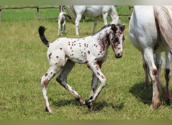 Knabstrupper, Sto, Föl (06/2024), 155 cm, Leopard-Piebald