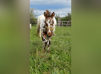 Knabstrupper, Sto, Föl (06/2024), 155 cm, Leopard-Piebald